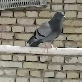 kepderi