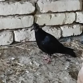 kepderi jujeler