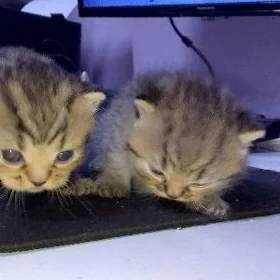 Котята