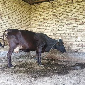 Göleli sygyr