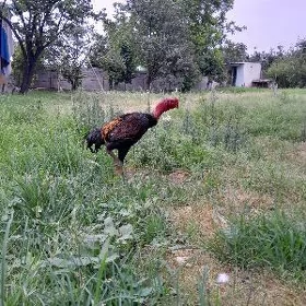 Taşkent Horaz Mäki