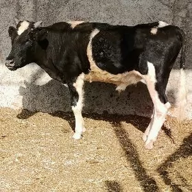 Gbrit Öküz