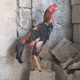 Taşkent horoz