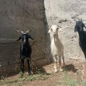 semiz geçi