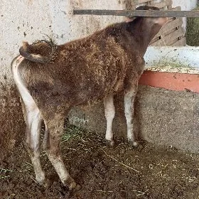 öküz
