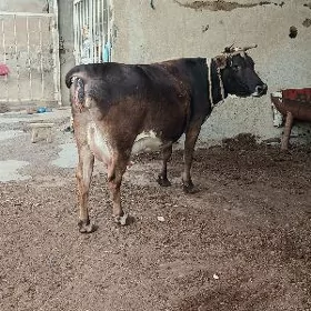 Agyr bogaz
