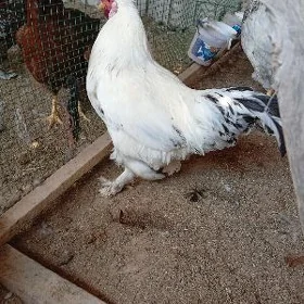 brama horaz