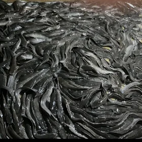 lakga balyk