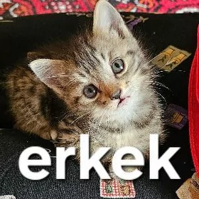 pişik,катенок