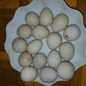 Sisarkan yumurtgasy