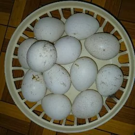 Induk yumurtgasy