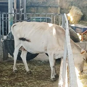 arassa swet goleli sygyrlar