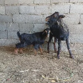 owlakli geçi