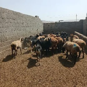 gysyr geci tokly