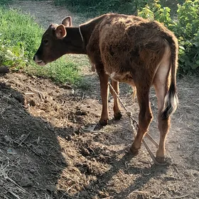 окиз. шивес