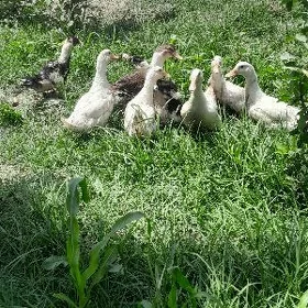 ordek gak gak