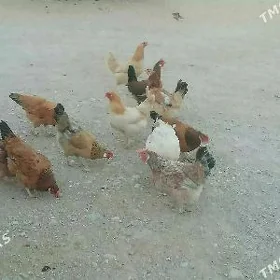 towuk