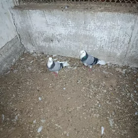 kepderi
