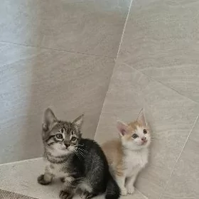 котята,pişikler