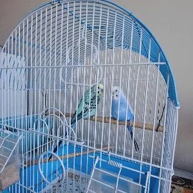 Popugaÿ