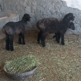 Tokli