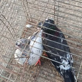 kepderi