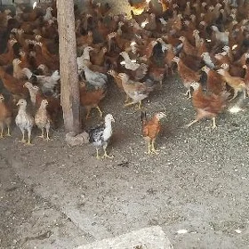 Towuk juyje