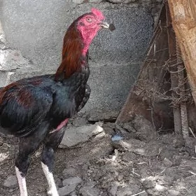 taşkent horaz