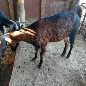 Geci