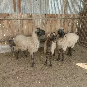 goçlar...