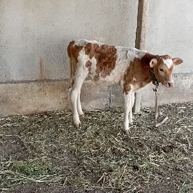 Öküz