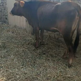 SYGYR GYSYR