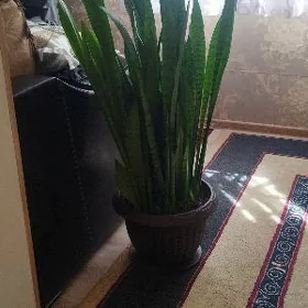 цветок