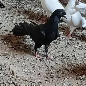 kepderi