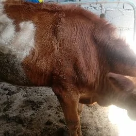 Tüwe
