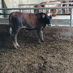 Tuweler