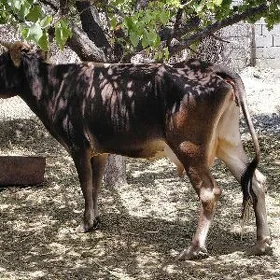 sygyr