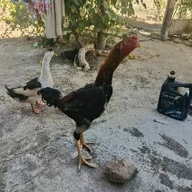 хораз