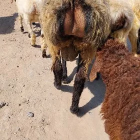 GOC BAKYLAN