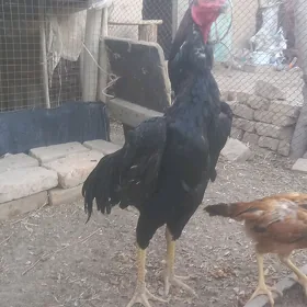 horaz