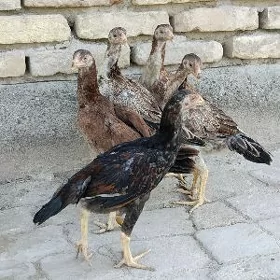 Baysok