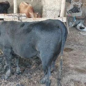 ökiz