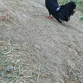 Pawlin kepderi