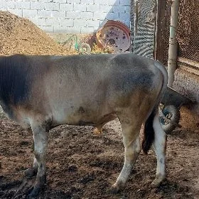 ökiz