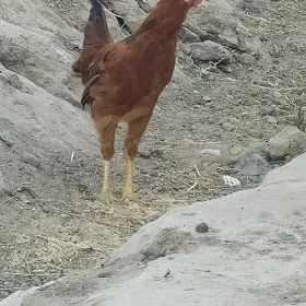 ORGİNAL TÜRKMEN HORAZ