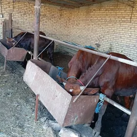 okuzler