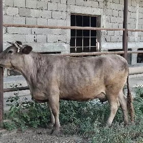 Bogaz Sygyr