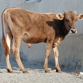 ARASA SIWES OKÜZ