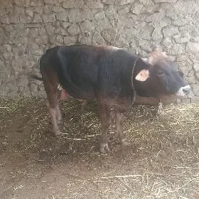 Bakylan öküz