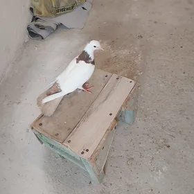 kepderi